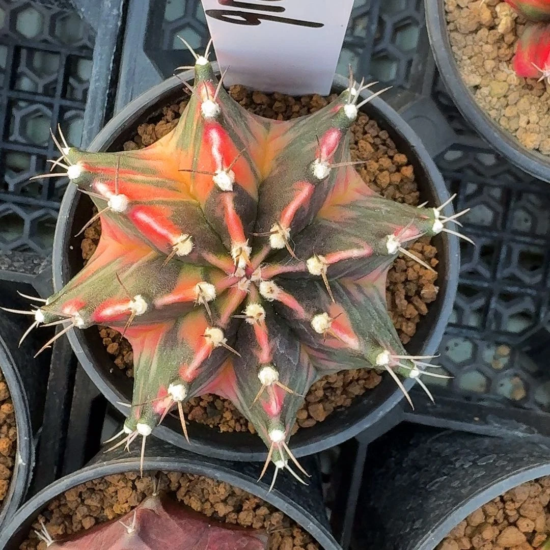 L216-1126广东发货