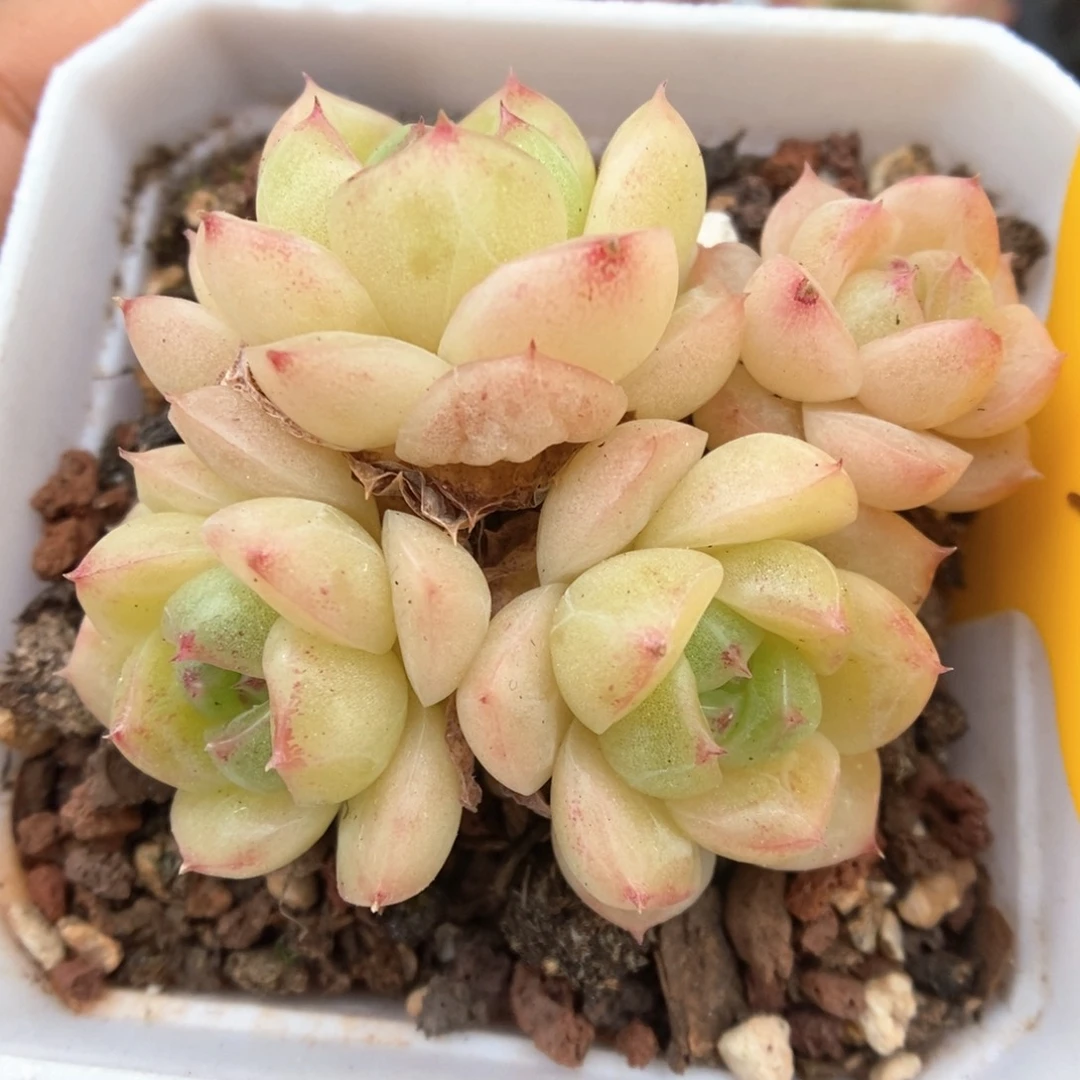 油透麦秆群生404号