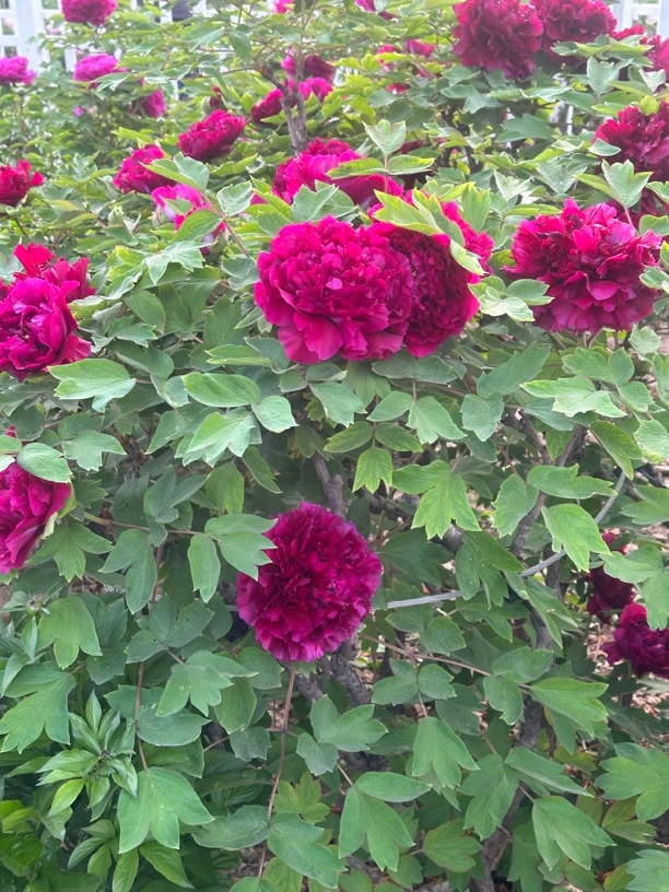 【紫绒剪彩】山东重瓣牡丹，先发肥料！秋季发苗！菏泽基地直销