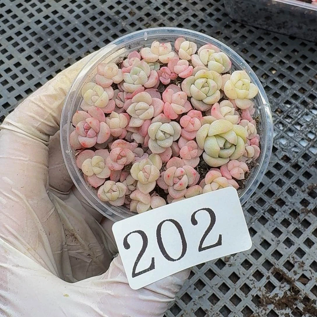 多肉植物多肉植物202
