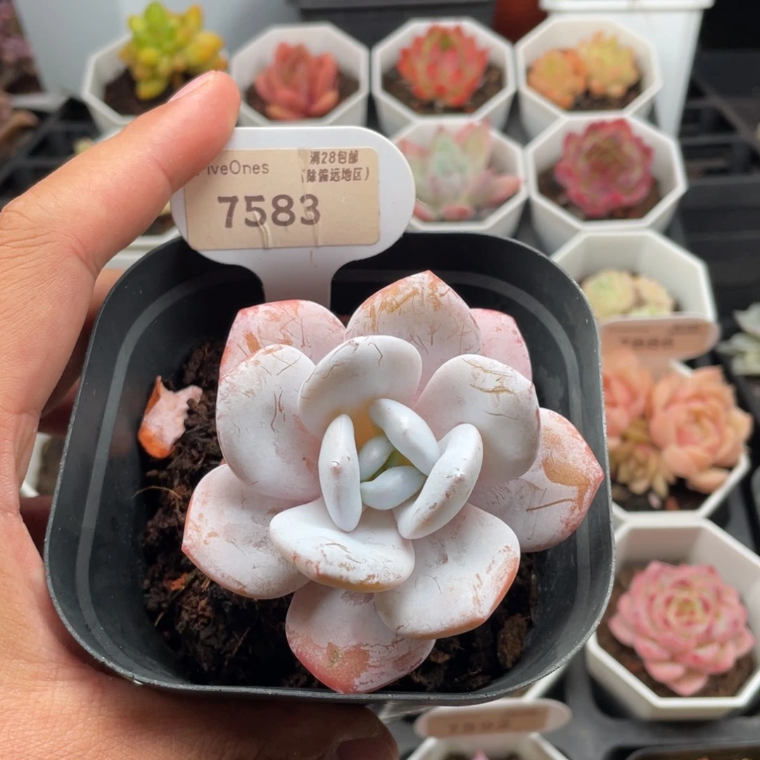 雪莲7583-7.0厘米