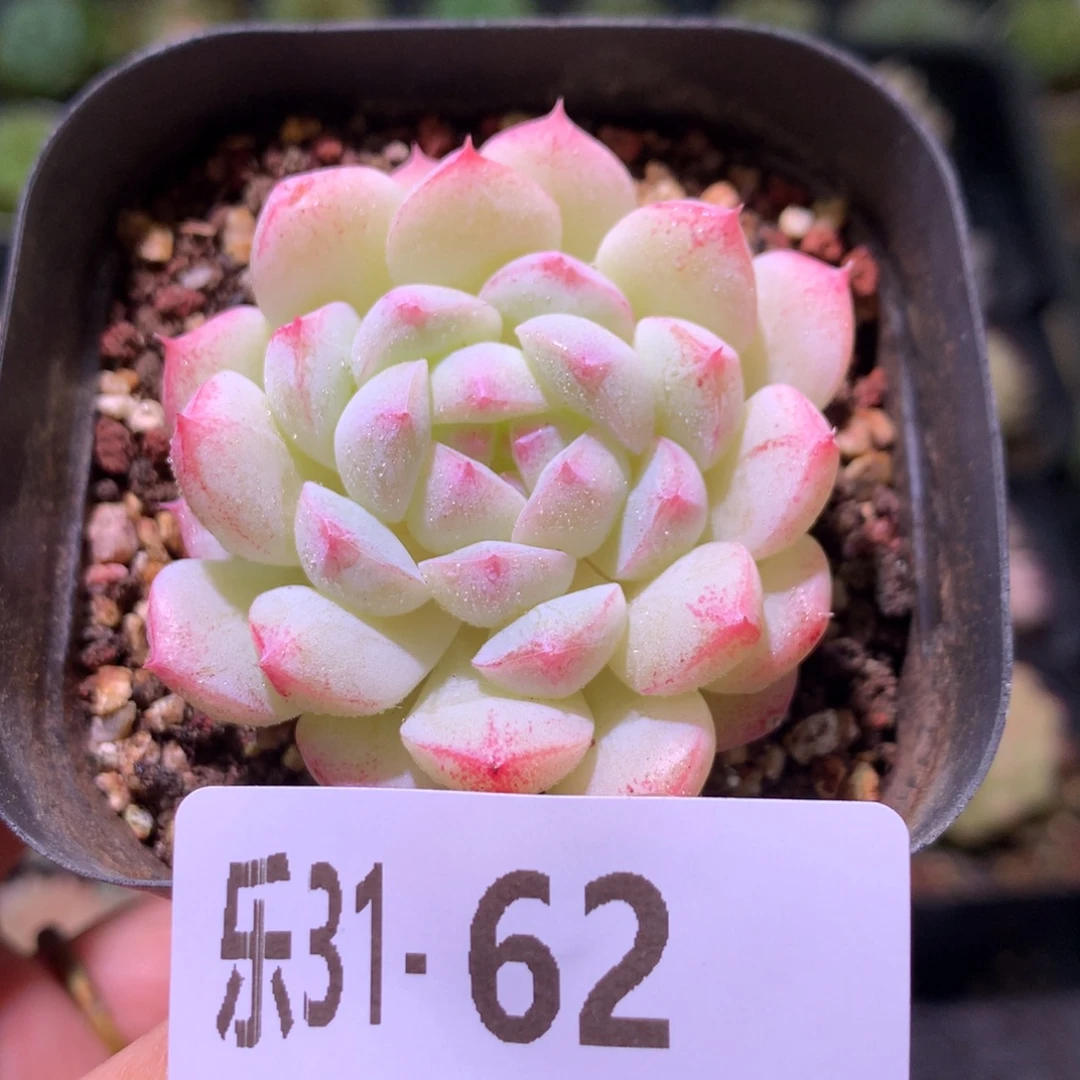 乐然31-62 白桃汽水