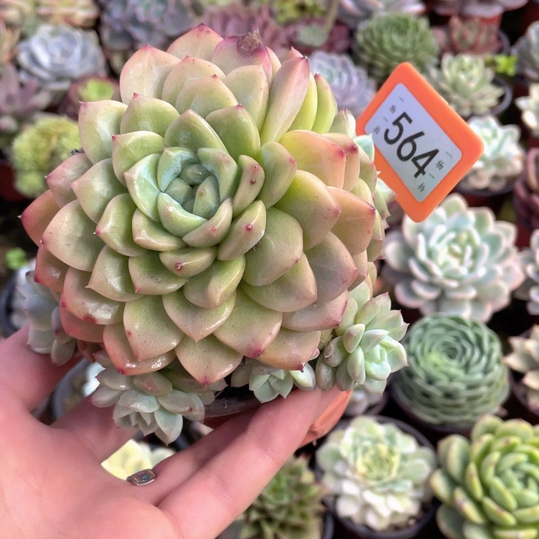 龙***森564号多肉植物盆栽