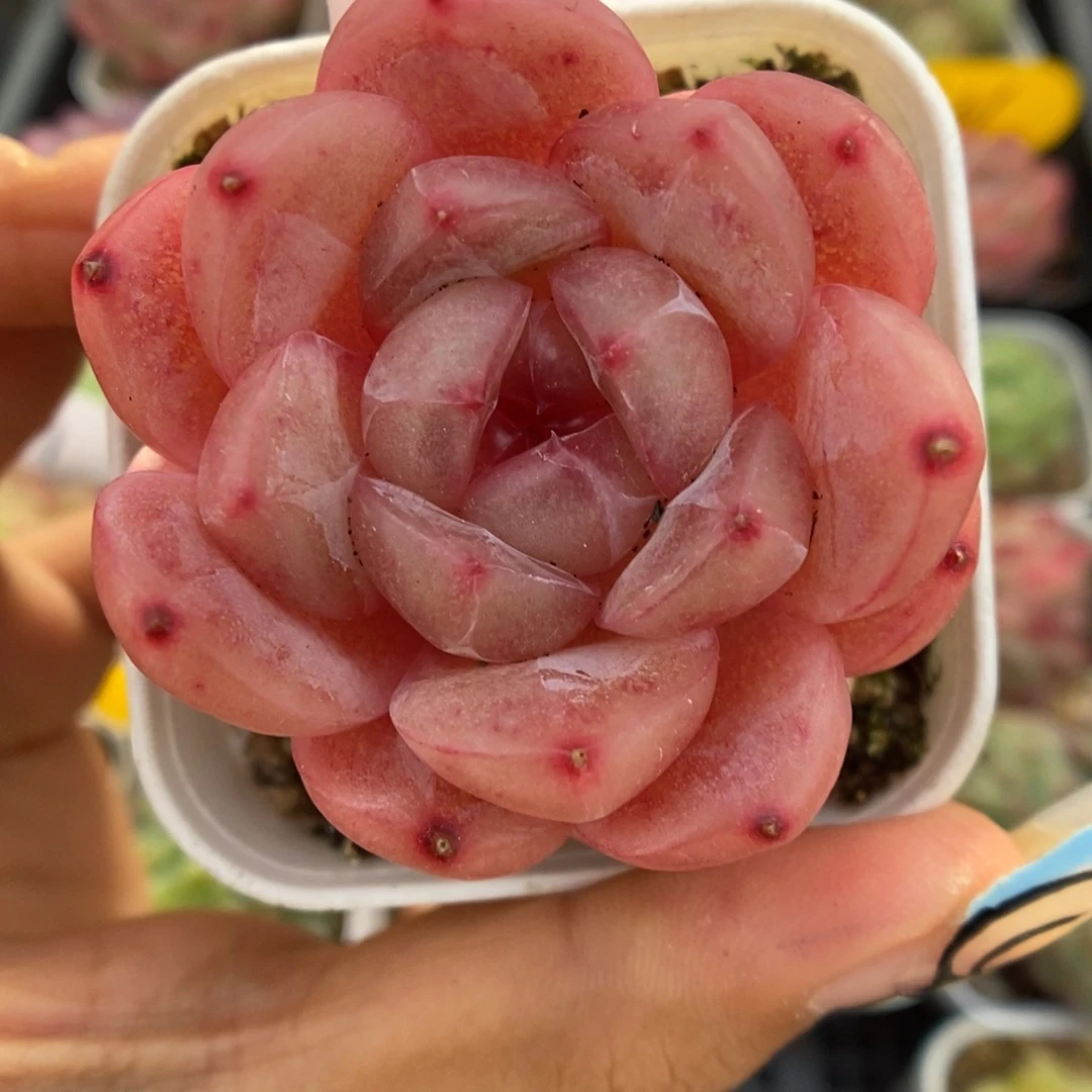 爱丽丝珍妮可拍551号