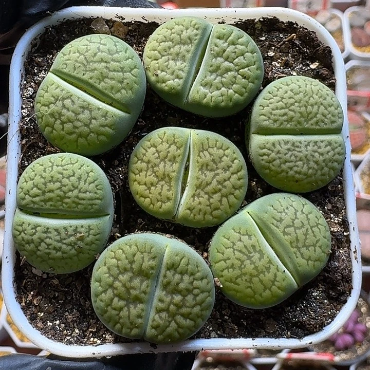 生石花111111。   190