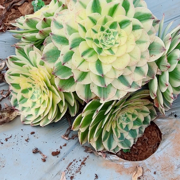 伊丽莎白单头多肉植物