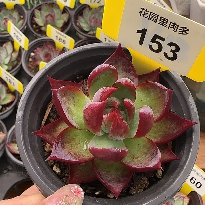 ღ****153惊鸿单头多肉植物