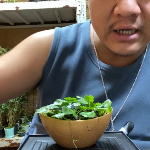 红陶一物一拍所见即所得93