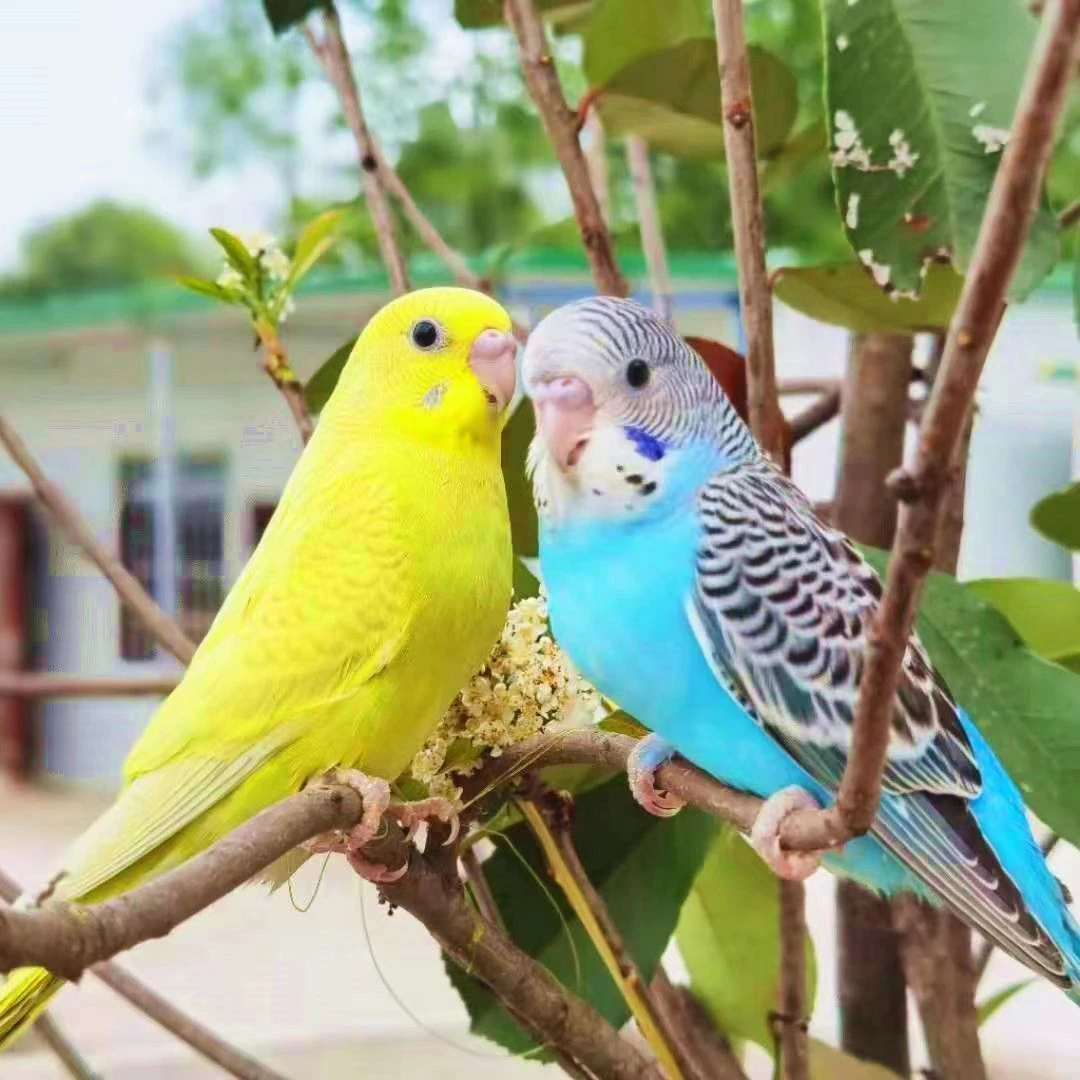 鹦鹉彩色会学说话宠物鸟观赏鸟虎皮鹦鹉小鸟直播间