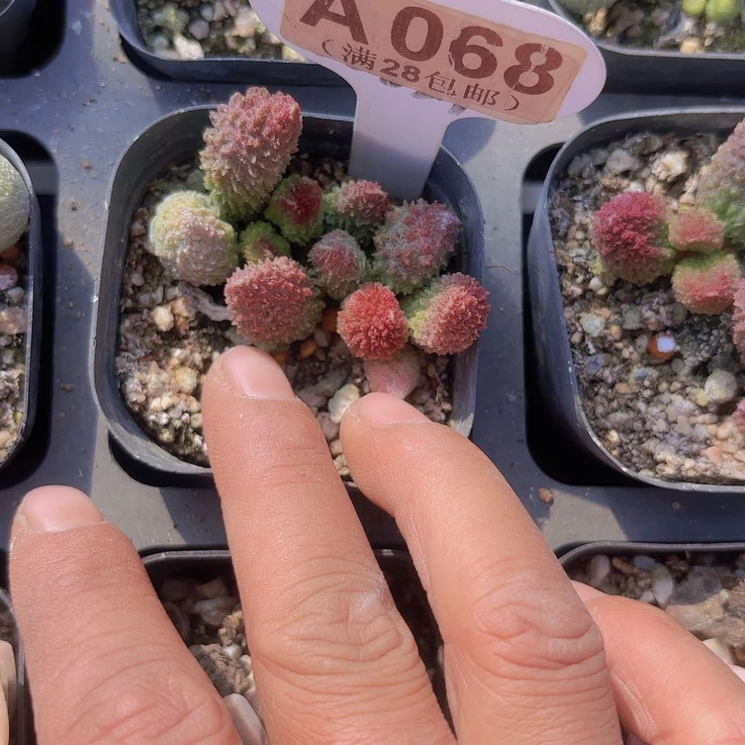 A068朱子语一物一拍