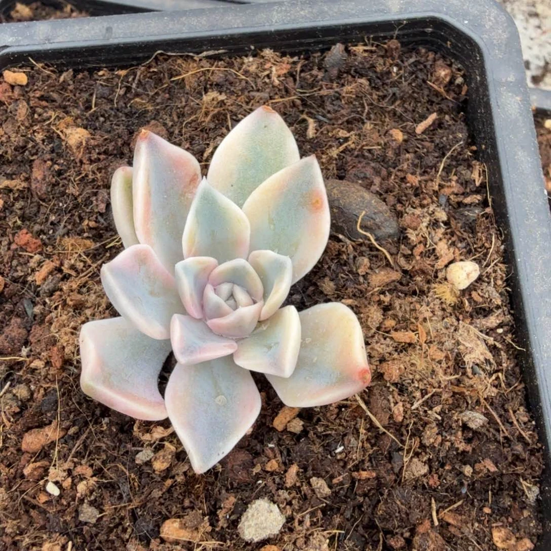 一***粒左上角汉堡锦，多肉锦