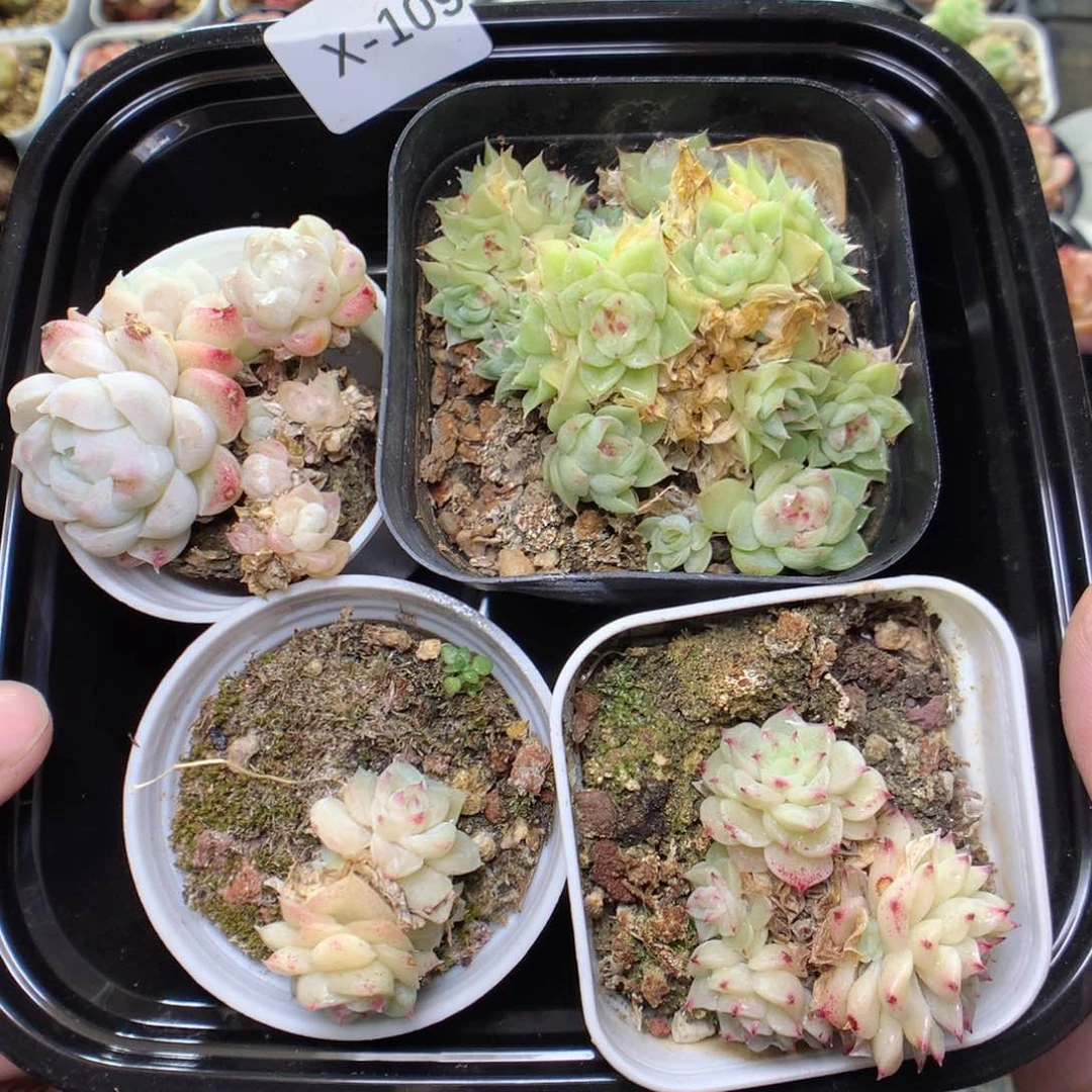 X109y y y y y y y y y