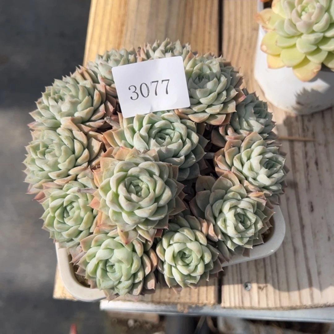 S****g3077多肉多多多多多