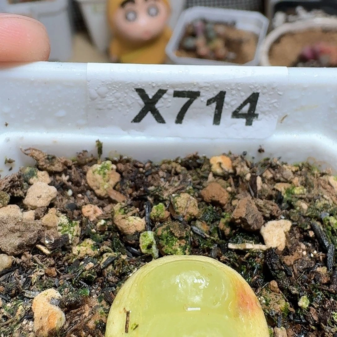 C****714号多肉植物哇c v