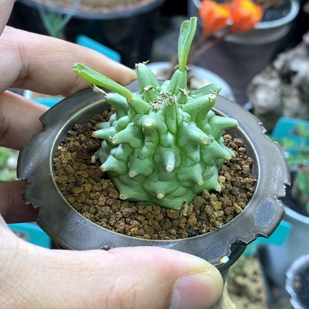 塔松大戟多肉植物