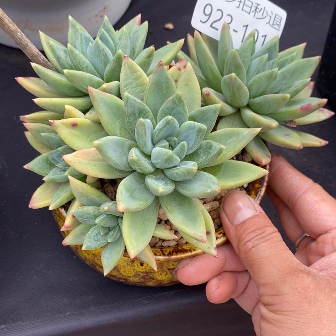 勿秒拍秒退 923-101红蛋