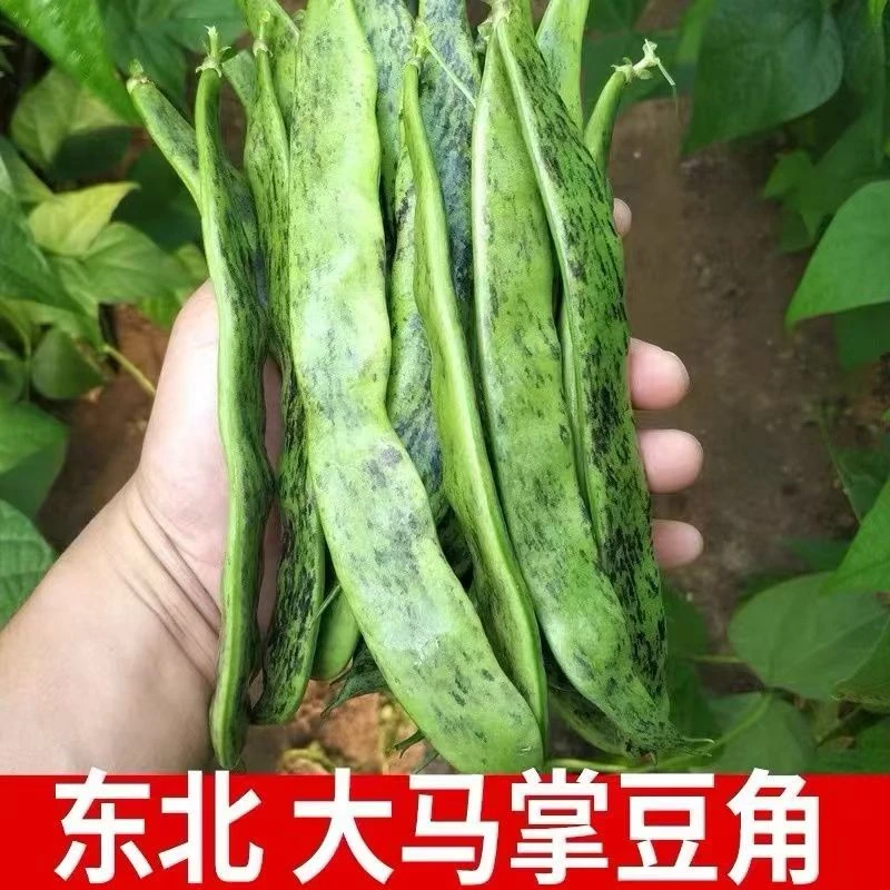 东北大油豆角马掌子豆角开锅熟开锅烂现摘现发