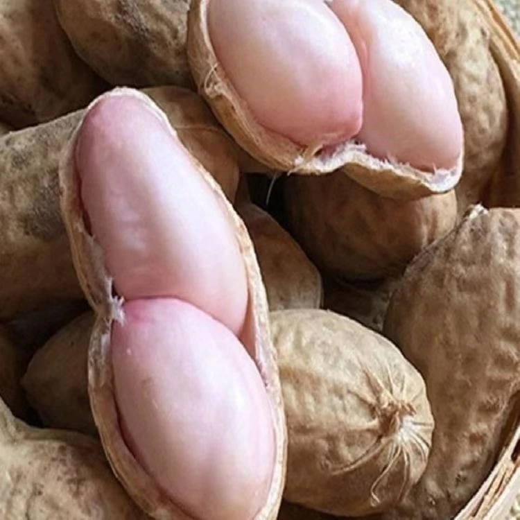 山东大花生粉皮花生鲜花生湿花生新鲜现挖大花生带壳花生