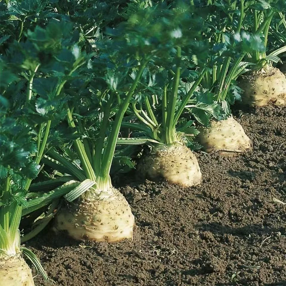 好物推荐大疙瘩根芹苗 芹菜易活四季种植