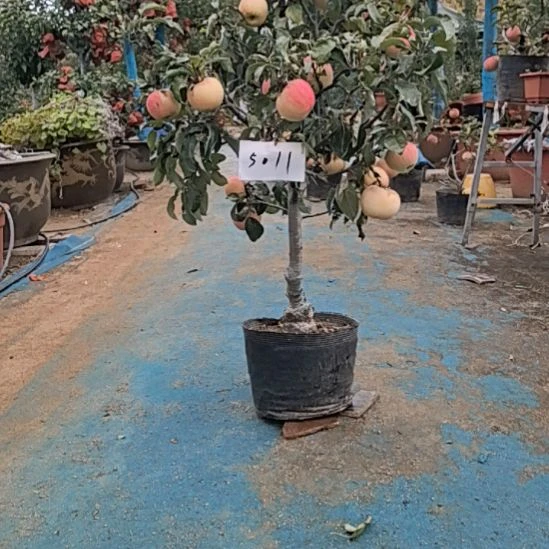 无花朵小高杆苹果精品