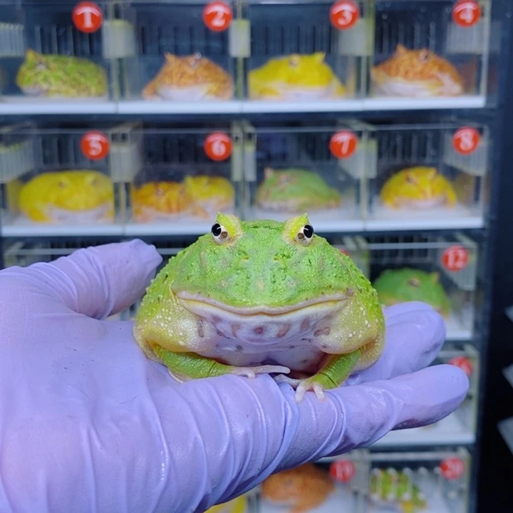 Y***s角蛙恭喜发财大吉大利