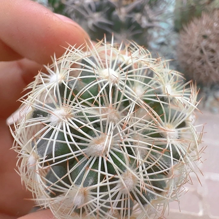 海胆丸。苗接落地自根出根芽。