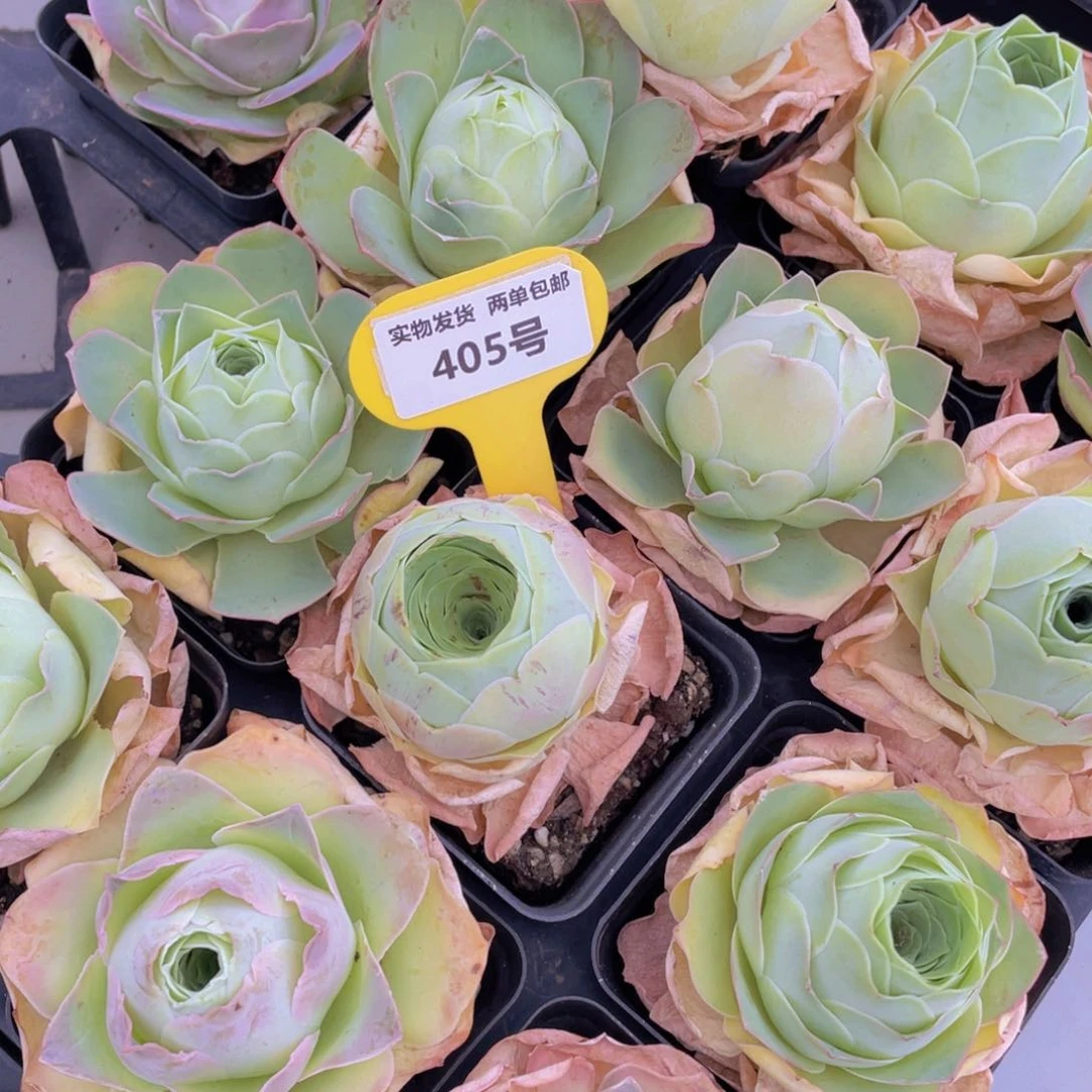 405号 山地玫瑰单头一个