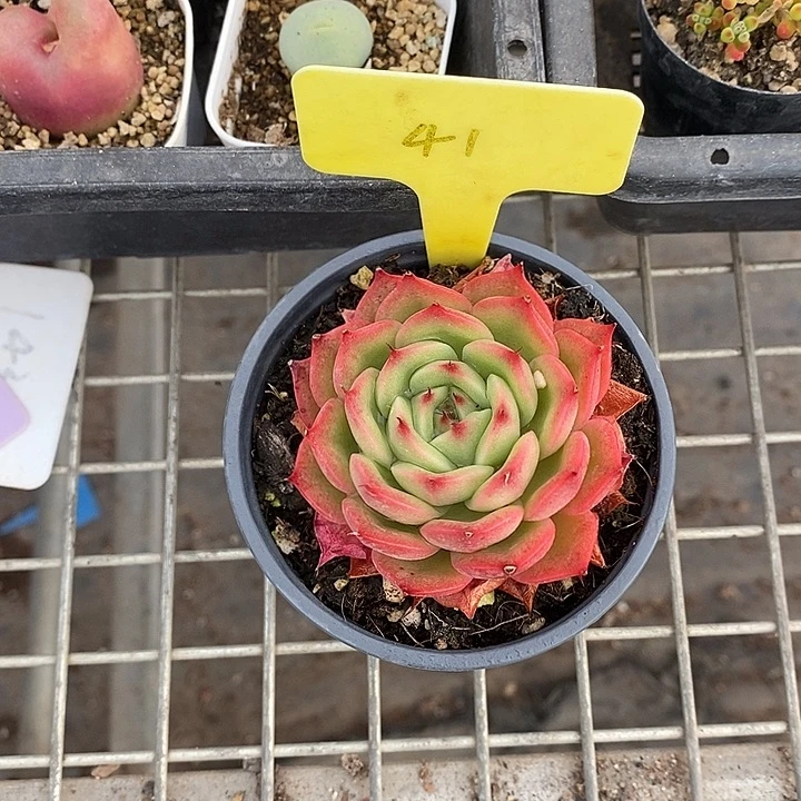 小***七漂亮仙人球一物一拍