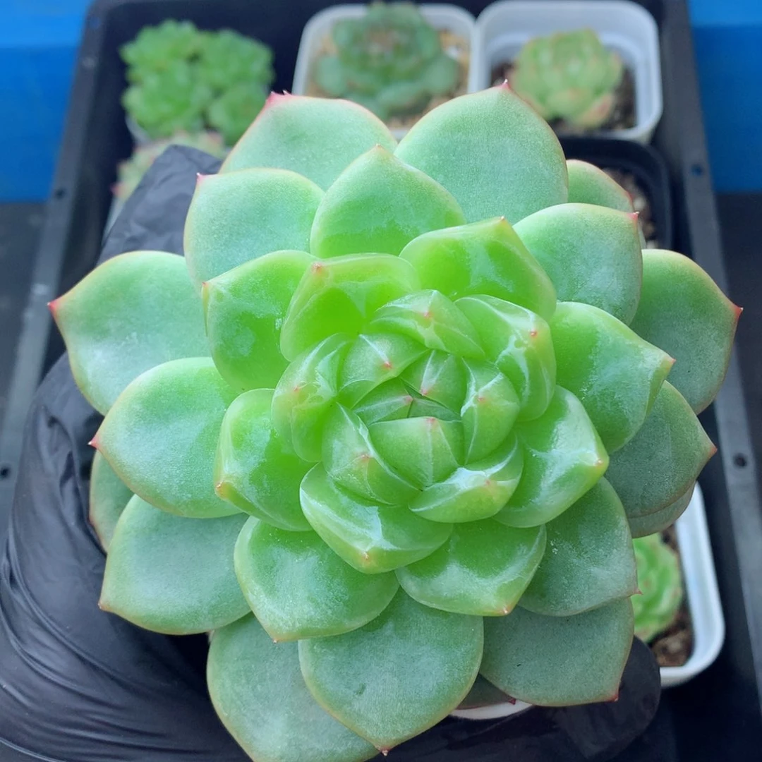 58包邮  群生不包整海洋之星87