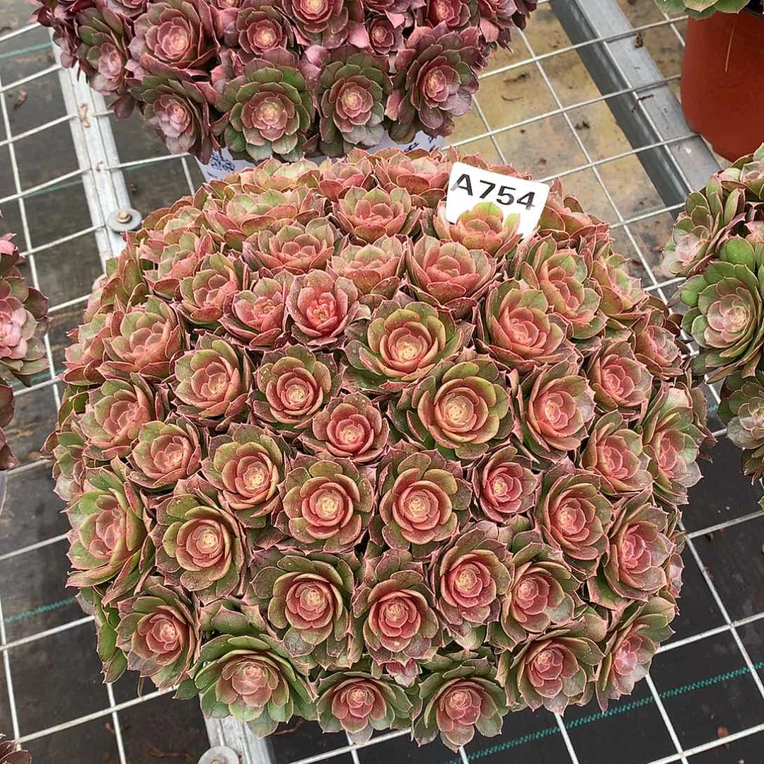 敏*754.沙拉碗多肉植物