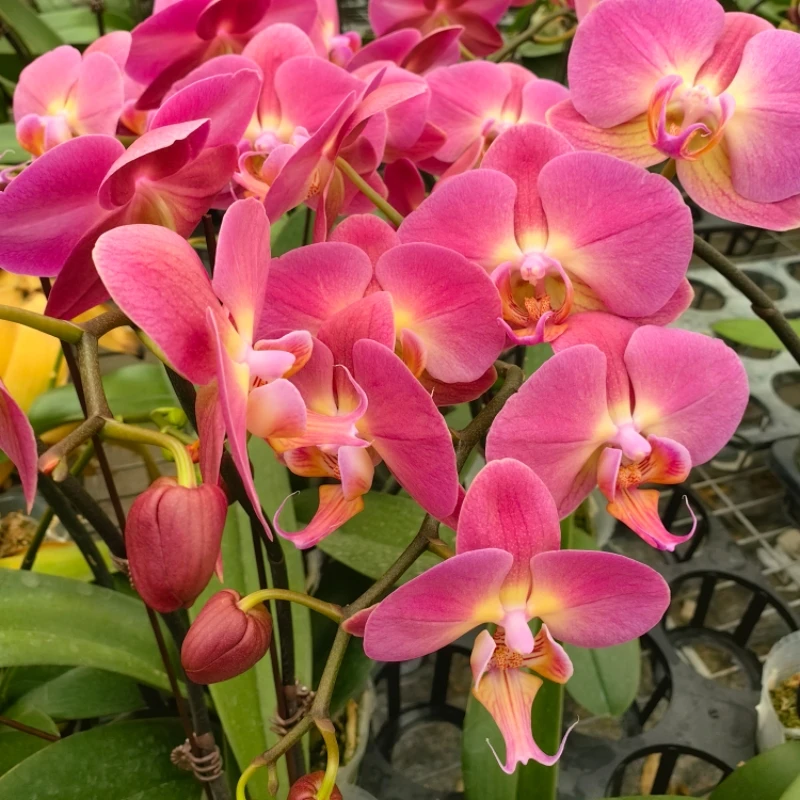 蝴蝶兰3.5寸杯红苹果带花剑带花苞室内花卉盆栽好养易活