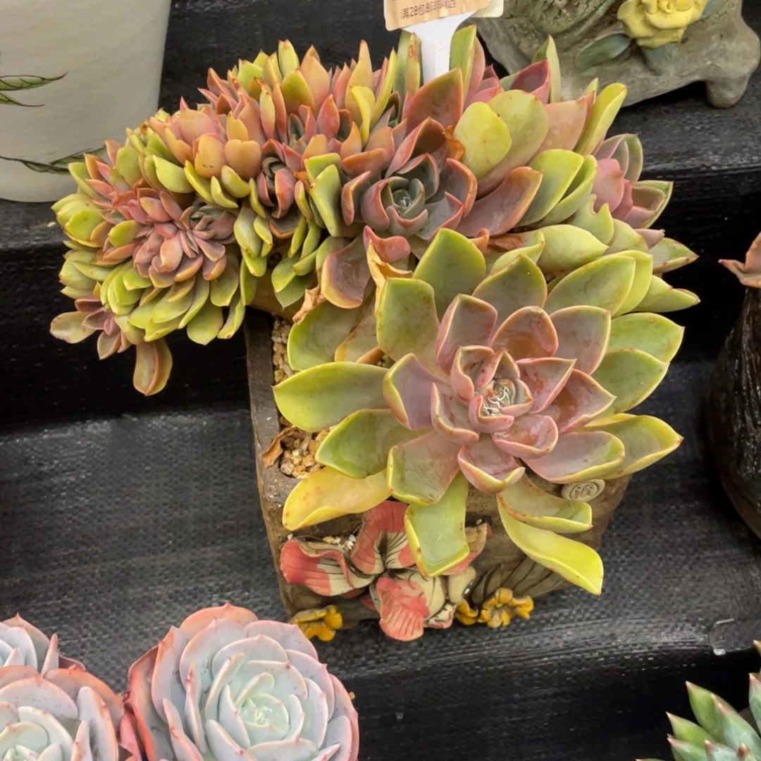 蘭***弥鹿之森一物一拍