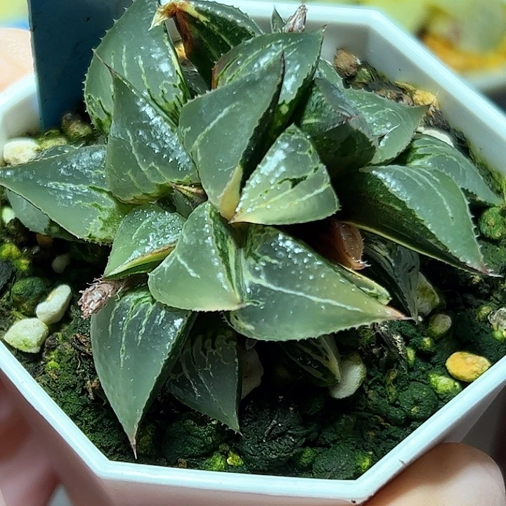 恭喜发财大吉大利0243酒吞