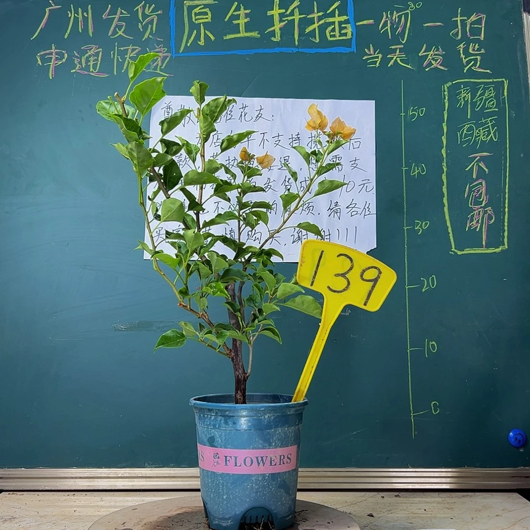 当前无花栽培后可以开花 黄美人  139