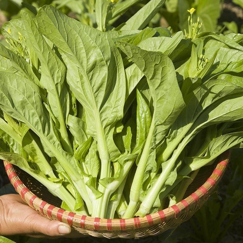 【白菜苔种子】种籽菜种苔菜四季菜心菜苔蔬菜孑菜芯莱菜籽心籽种