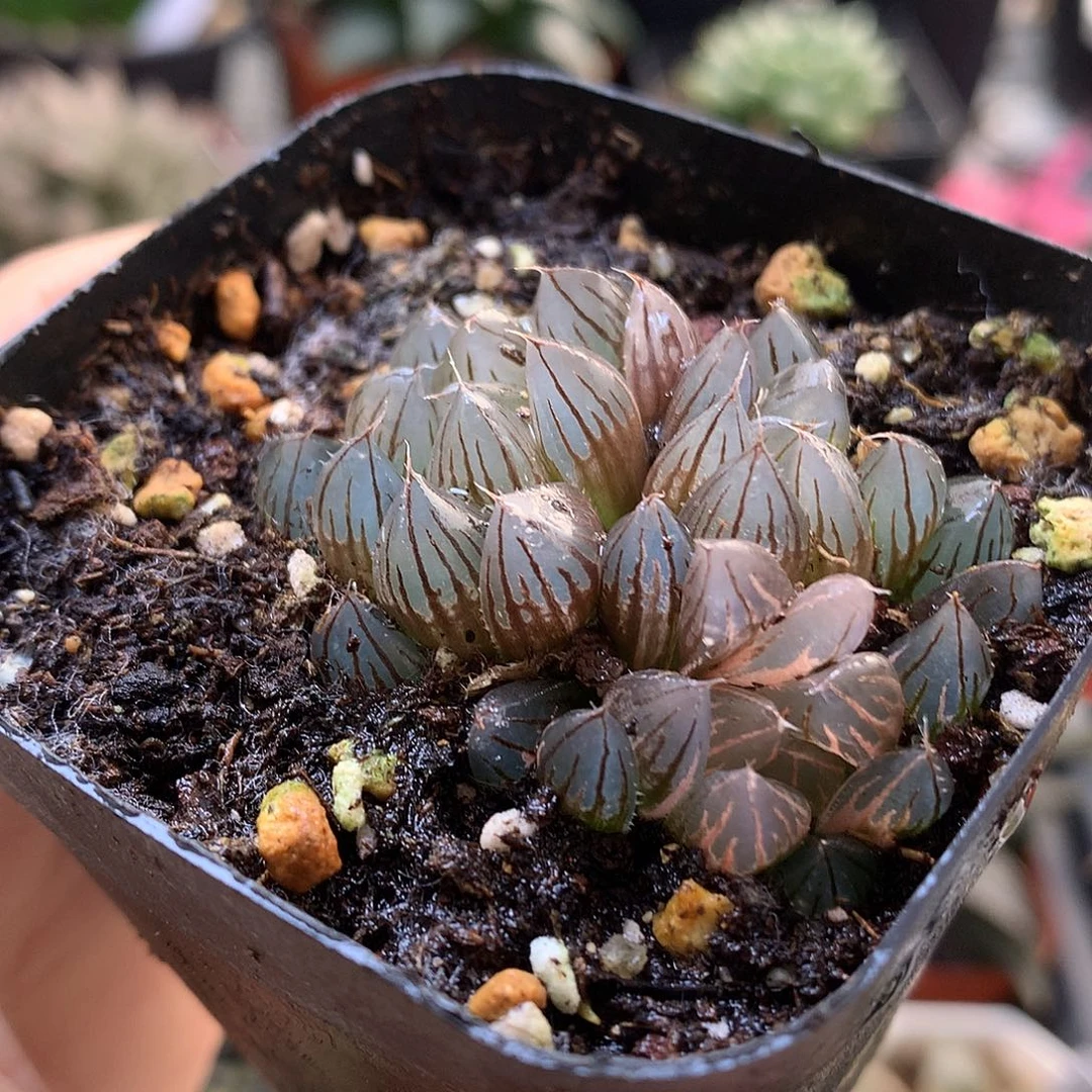 霓虹灯玉露锦带人土zll