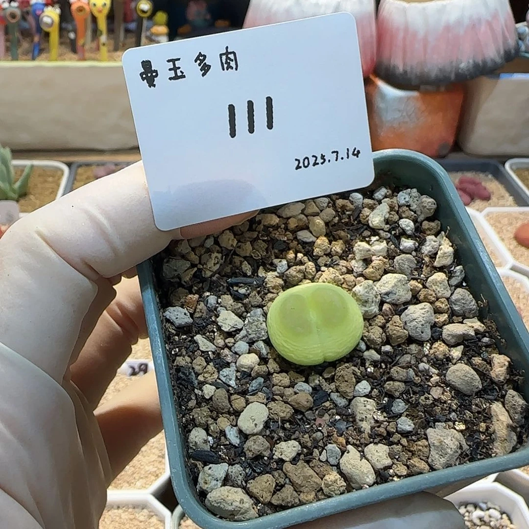 一***生多肉多肉多肉7.14-111