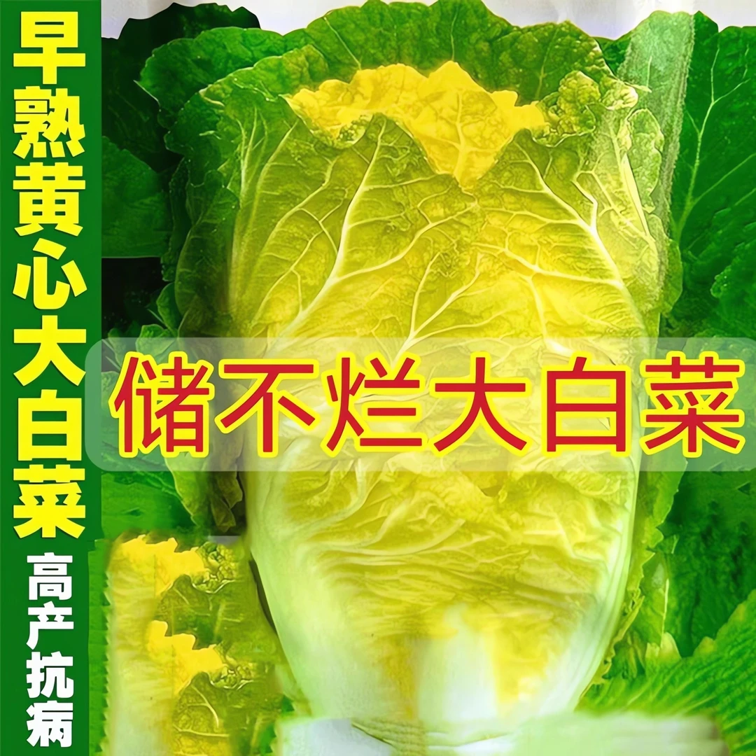 黄心储不烂大白菜种子 秋季白菜种籽 农家白帮直筒型高产蔬菜种孑