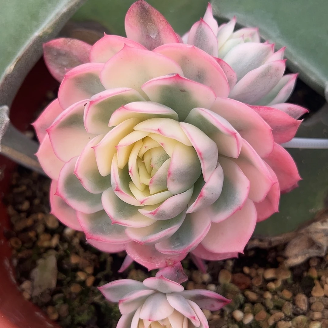 粉水晶锦嫁接多肉植物