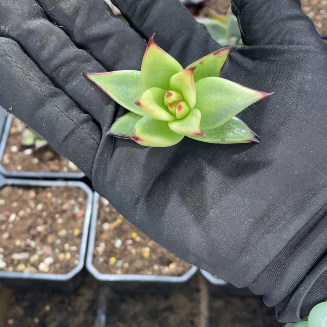 代*～多肉植物，山人选择