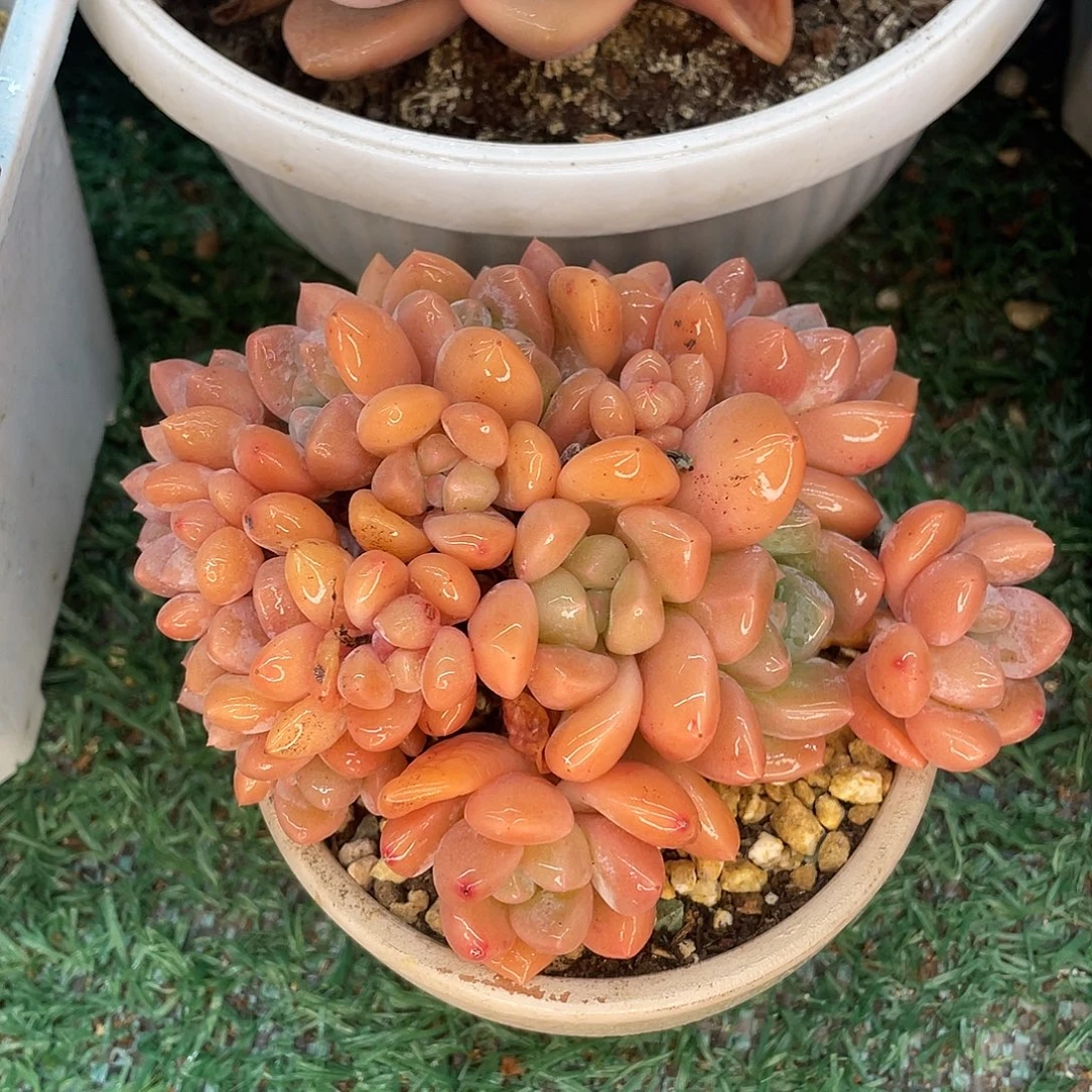 香玉一物一拍28包邮非偏远