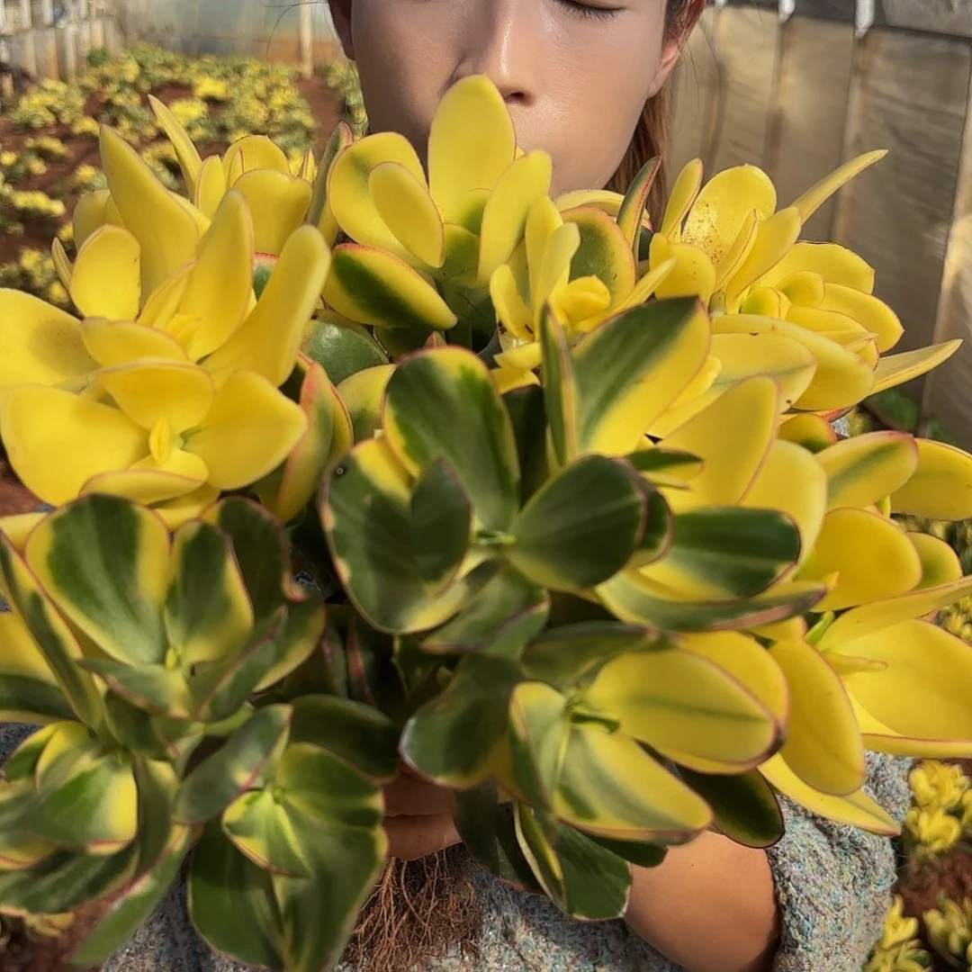 多肉植物中国大陆新花月锦多肉植物多肉