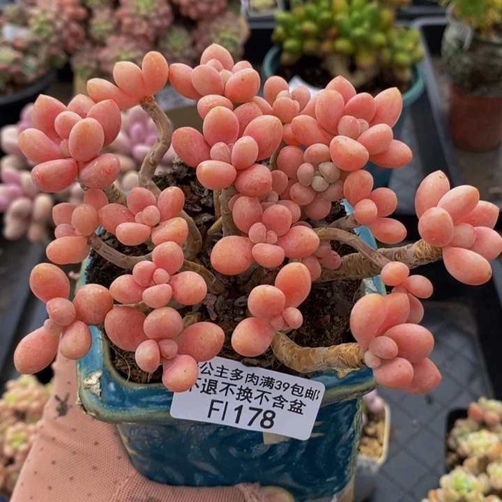 鱼子酱老桩11cm178多肉植物