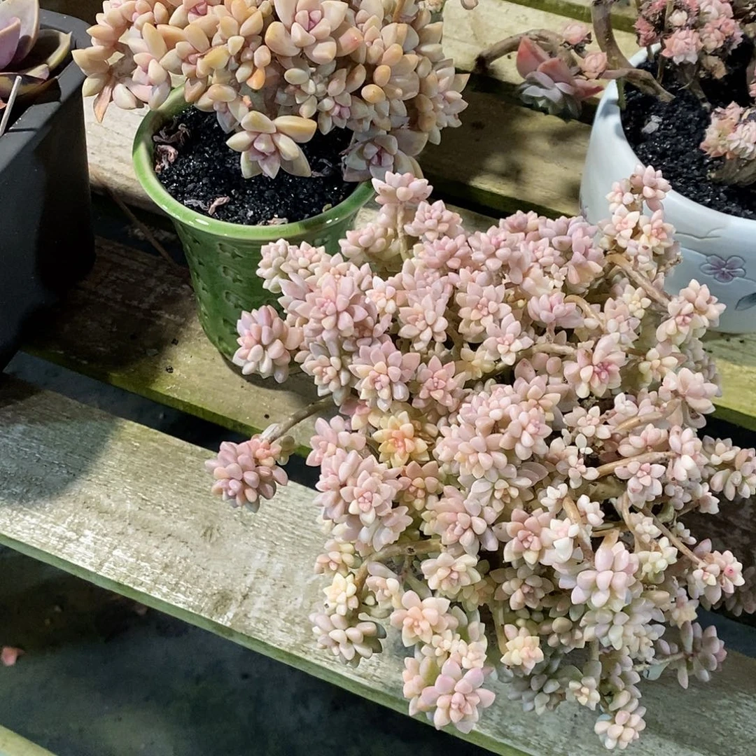 淡雪缀化姬秋丽锦