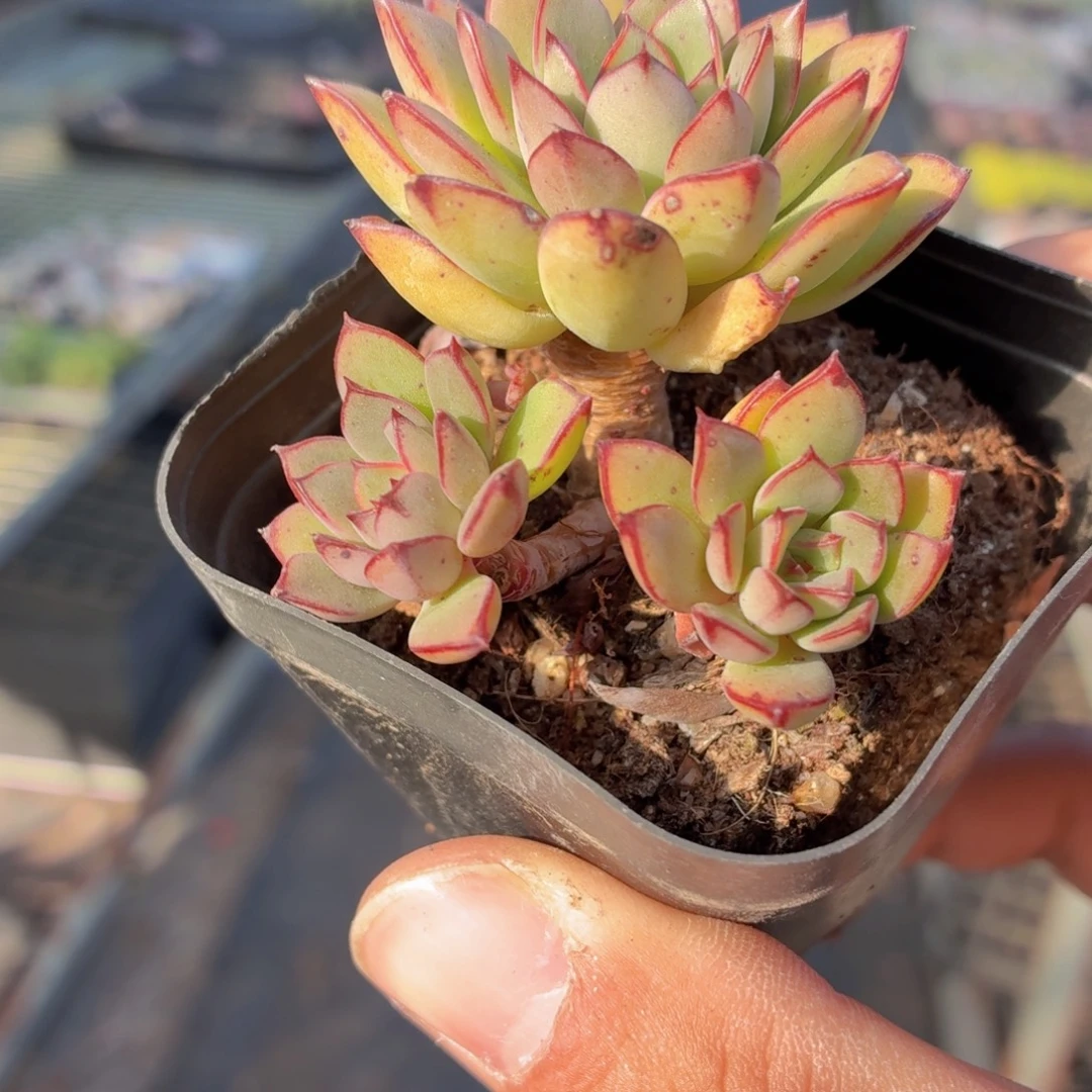 灰姑娘多肉9.9包邮发货