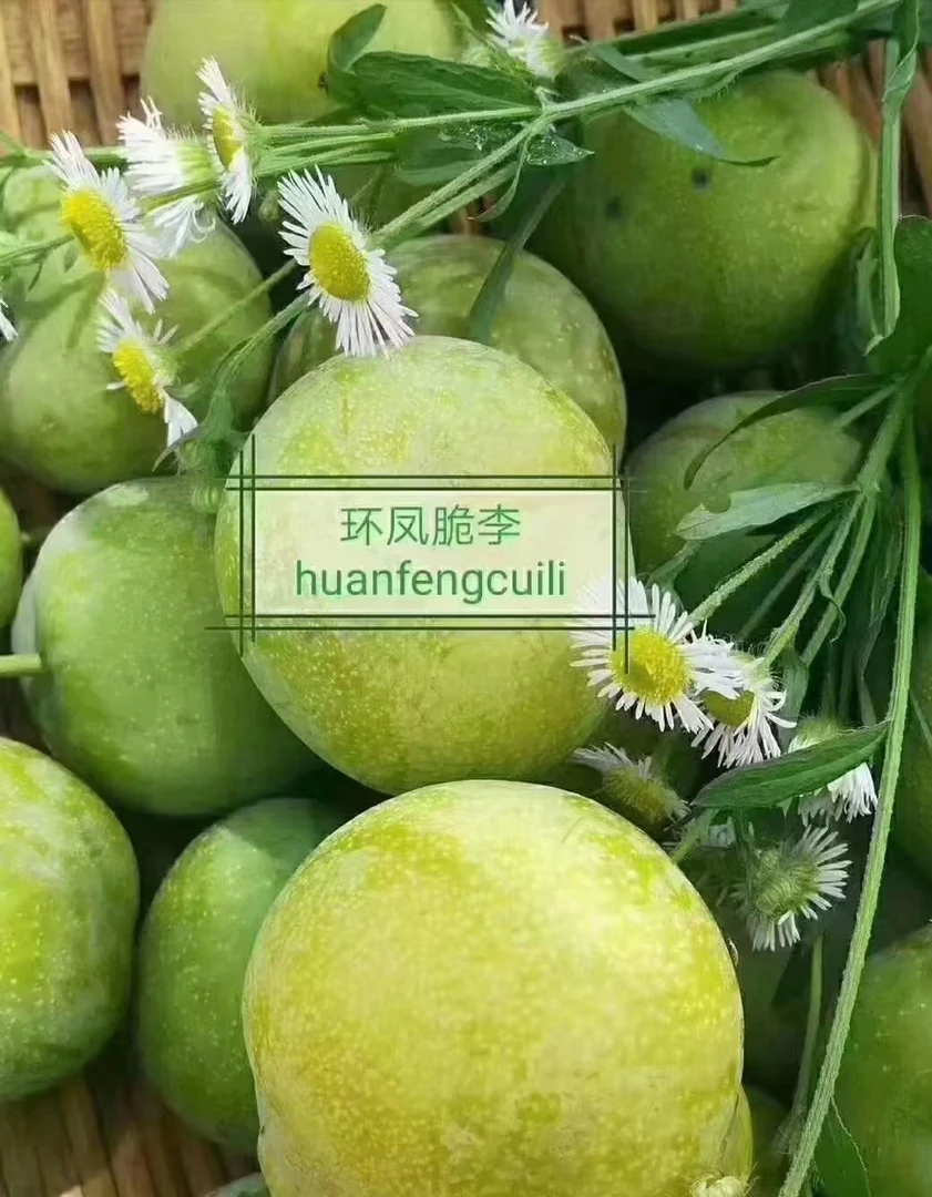 环凤脆李新鲜多汁香甜当季优质大果饱满美味爽口