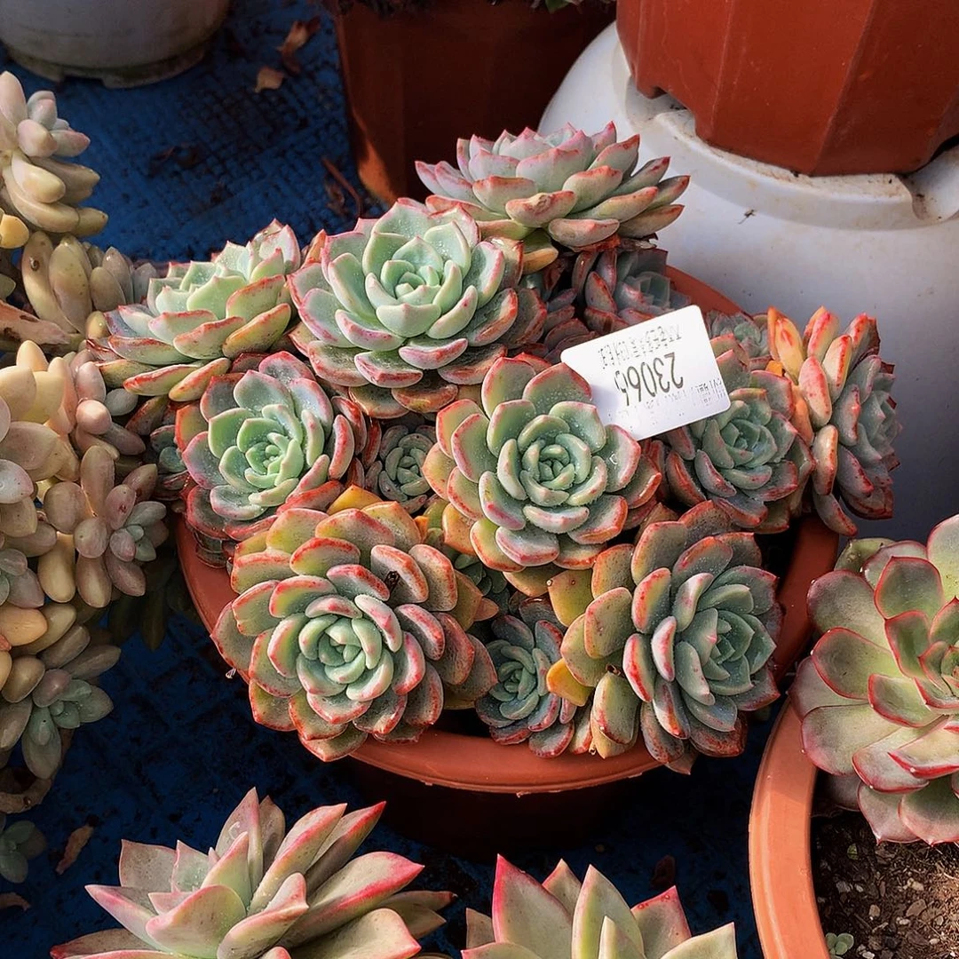 取***字      千山雪多肉23066