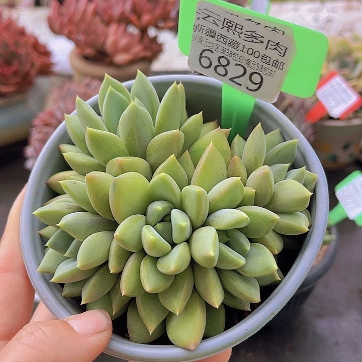 6829红象牙。