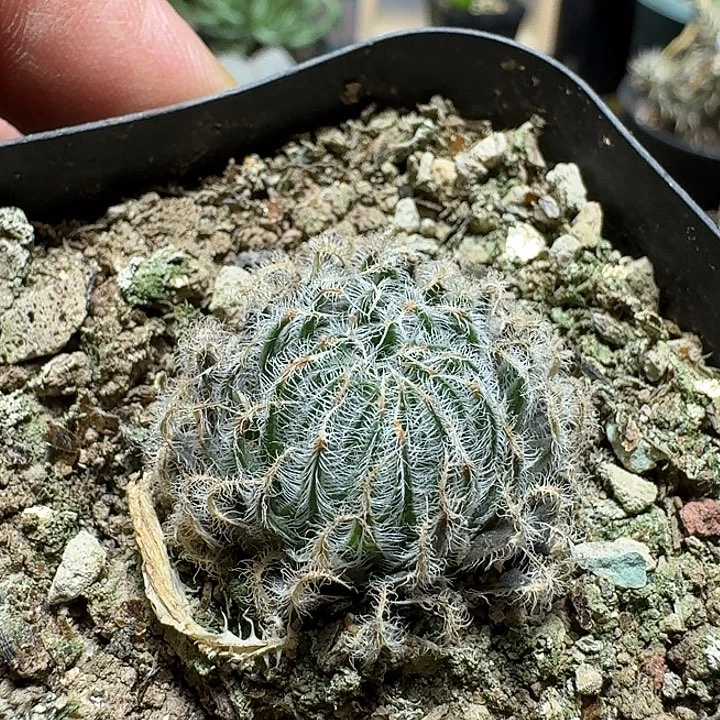 萌***妹206曲水之宴脱土发货