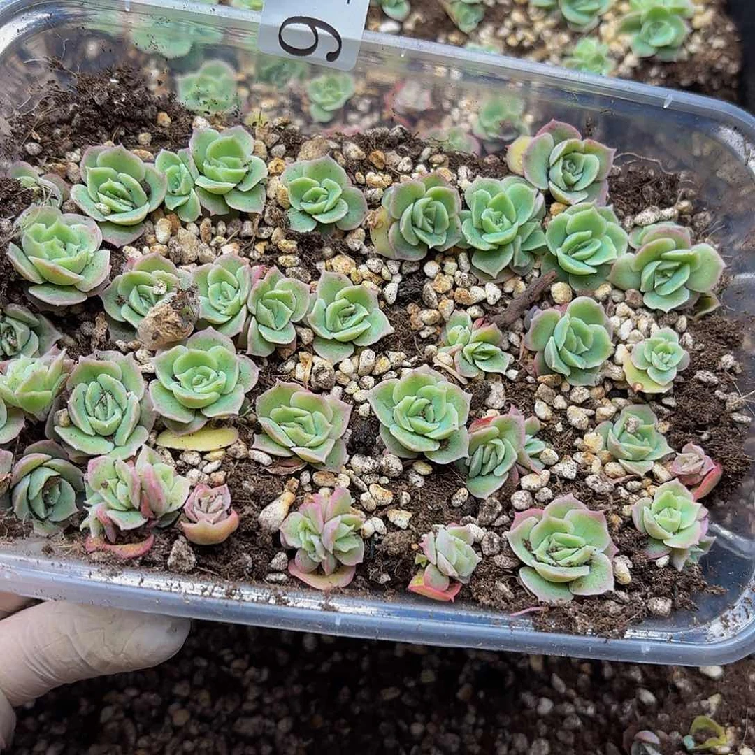 柠****肉多肉植物多肉植物917